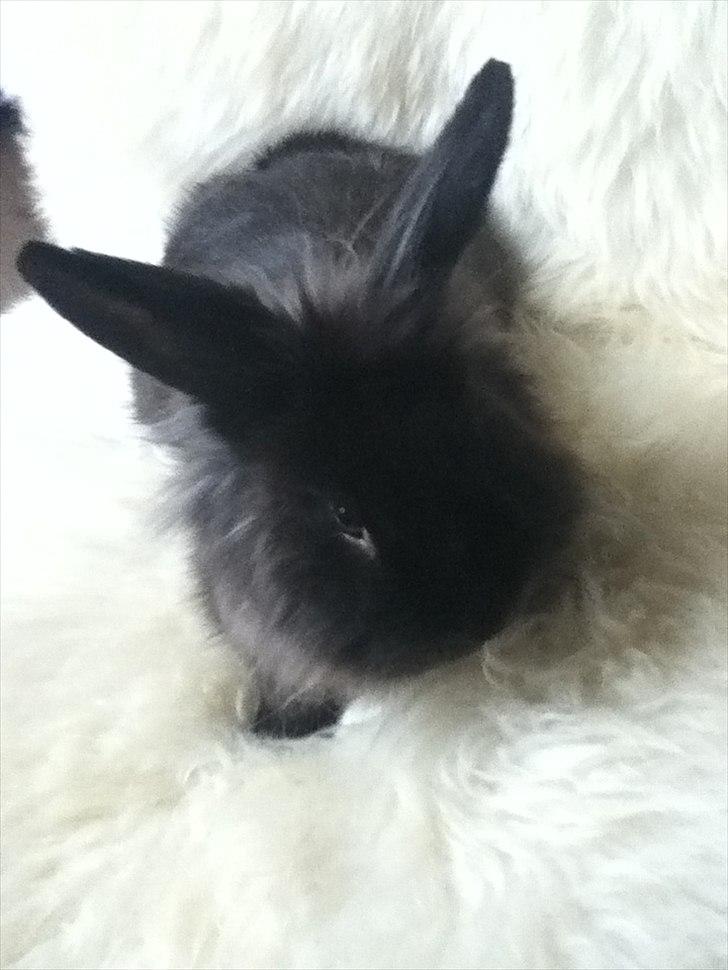 Kanin Pepsi Von Depsen billede 2