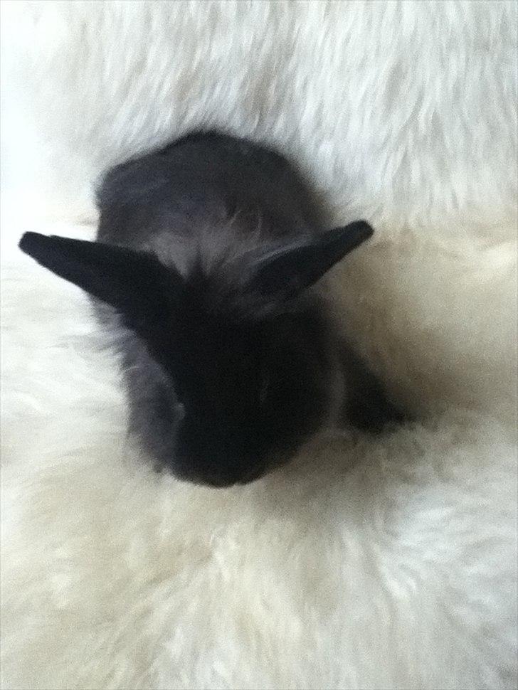 Kanin Pepsi Von Depsen billede 3