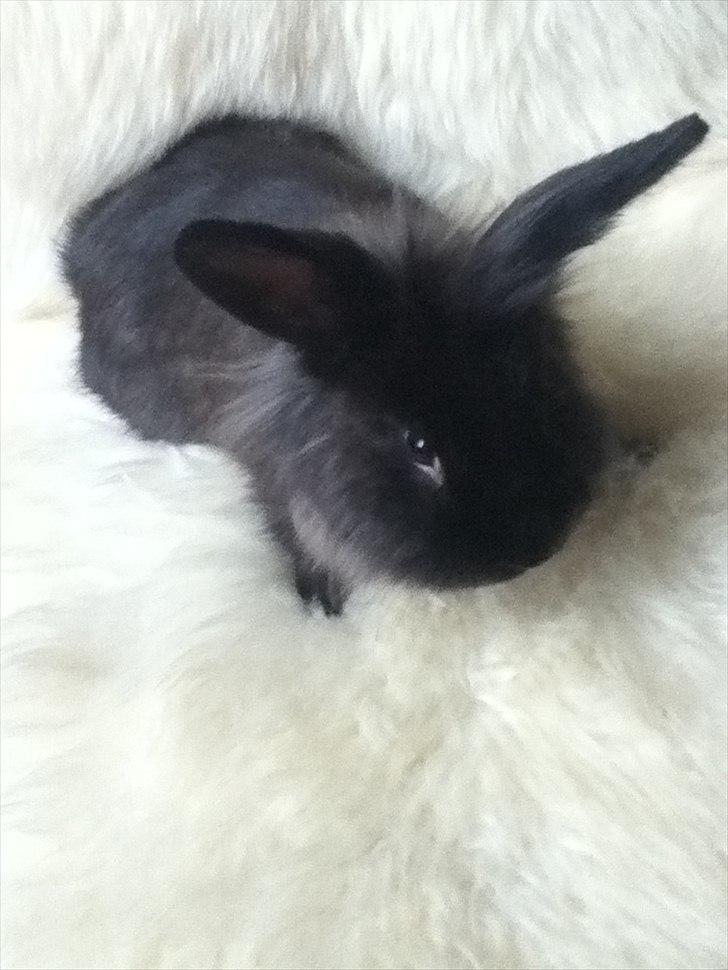 Kanin Pepsi Von Depsen billede 4