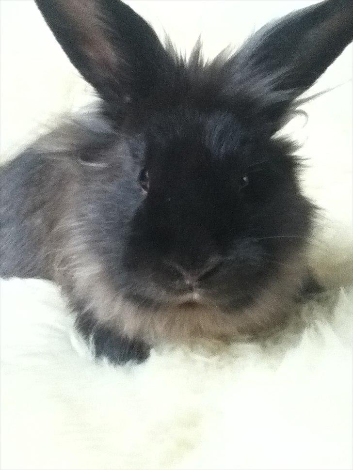 Kanin Pepsi Von Depsen billede 5