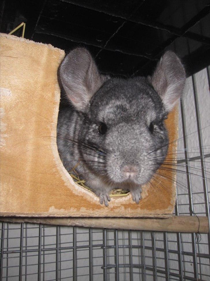 Chinchilla Wilma *aflivet d. 04-06-2012* - 10/12-11 billede 19