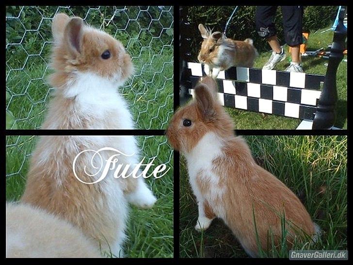 Kanin  ¨˜°º•¤ Stald Kiwis Futte ¤•º°˜¨  - Velkommen til Futte´s profil  billede 1