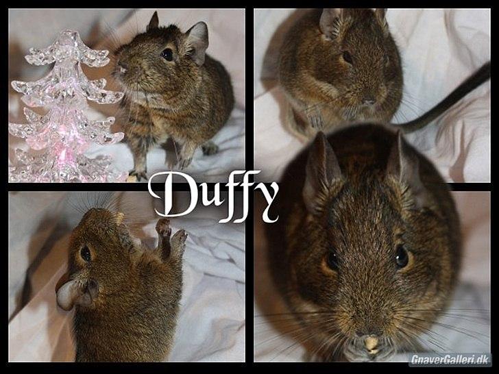 Degu Duffy - Velkommen billede 1