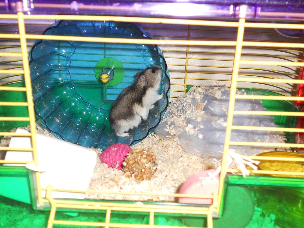 Dværghamster Striber<3 † R.I.P. † - Så skal der motioneres:D<3 billede 17