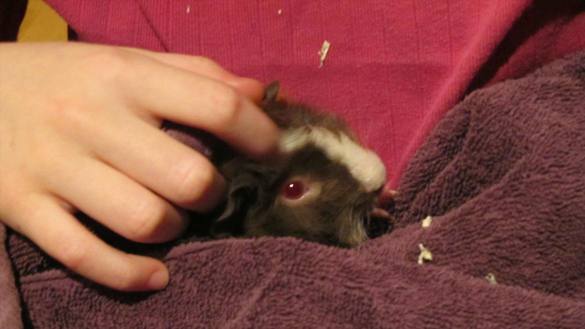 Marsvin Skovtoftens Maximus billede 4