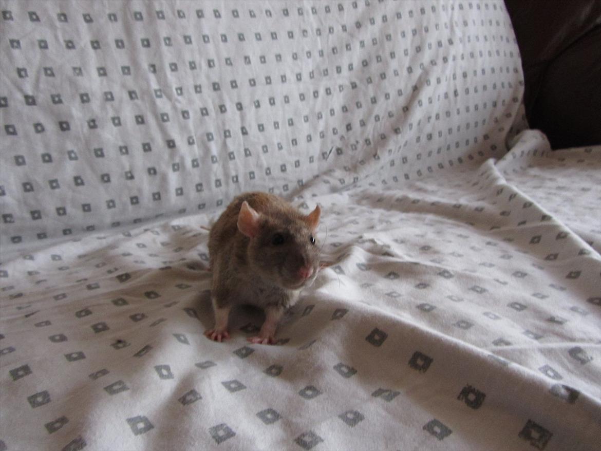 Tamrotte Faith RIP - 2/1-12. billede 1