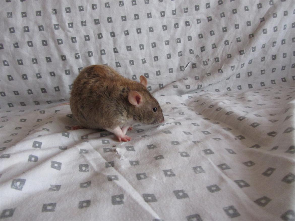 Tamrotte Faith RIP - 2/1-12. billede 20