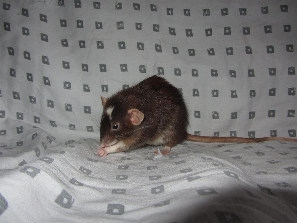 Tamrotte Vita RIP - 2/1-12. billede 1