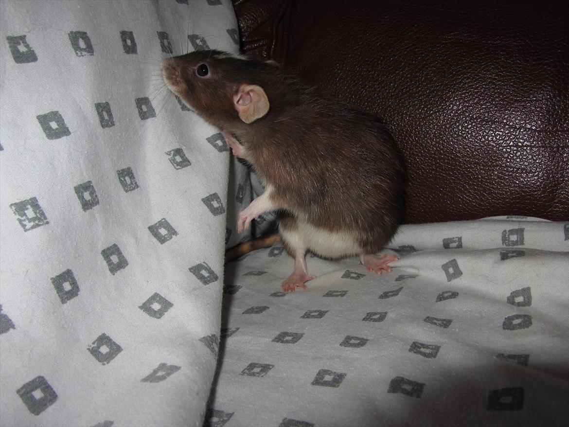 Tamrotte Vita RIP - 2/1-12. billede 20