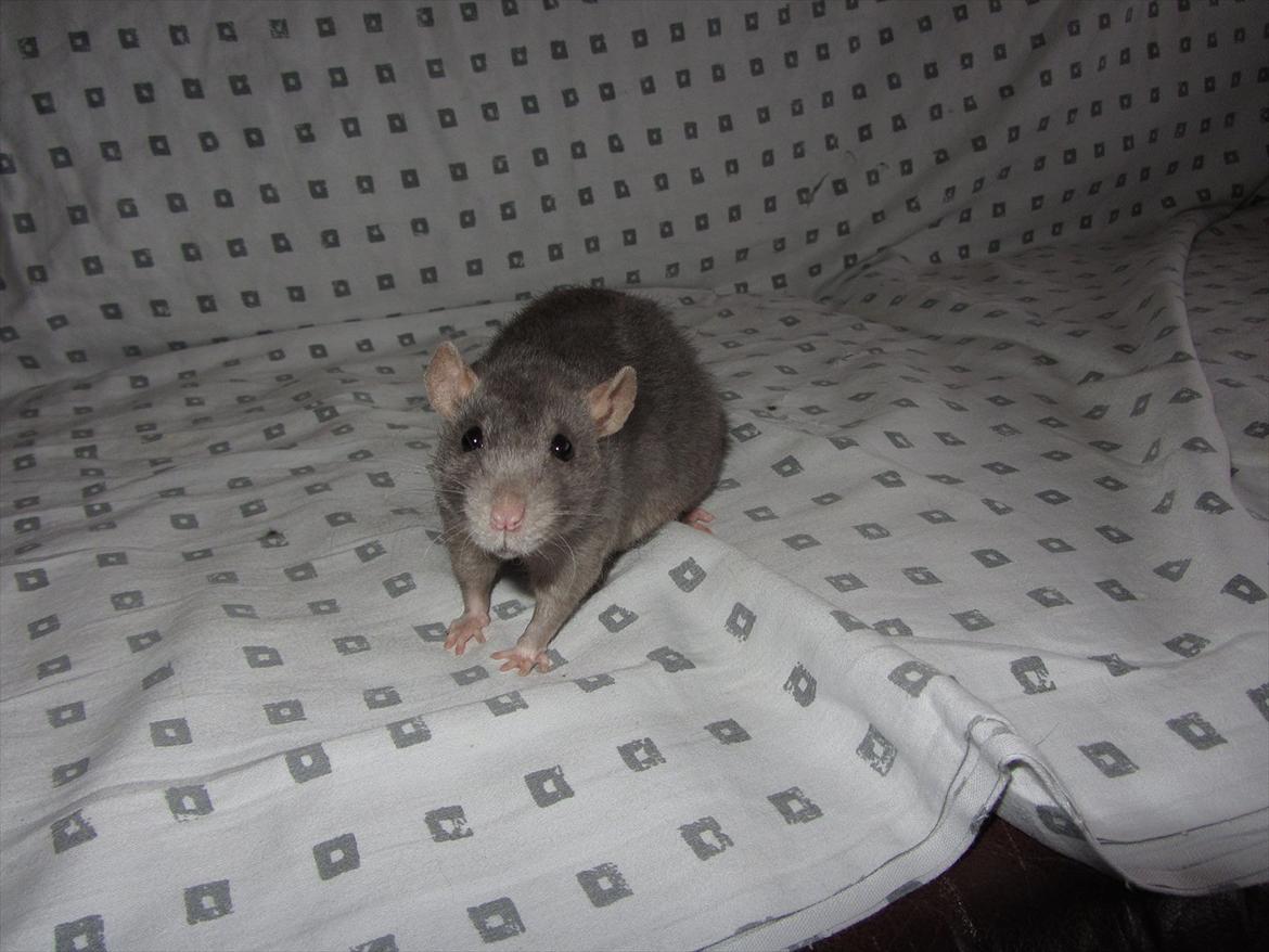 Tamrotte Altura RIP - 2/1-12. billede 1