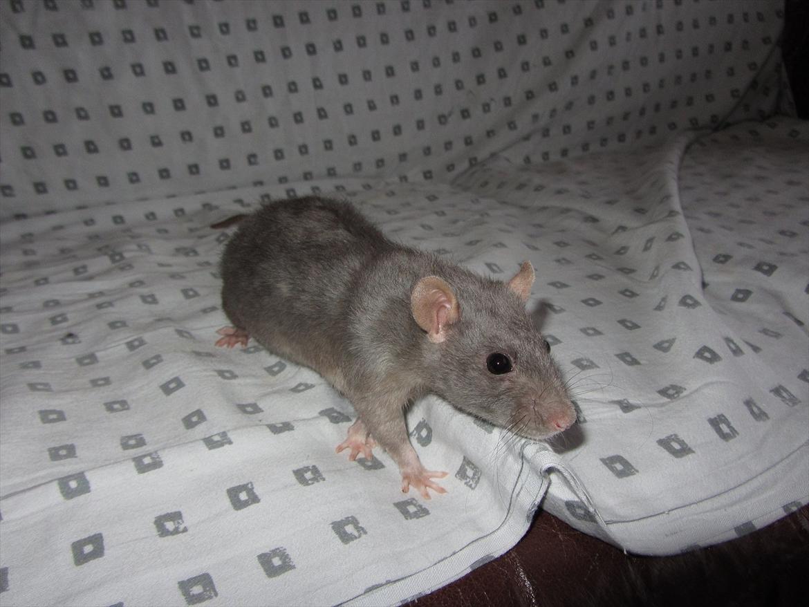 Tamrotte Altura RIP - 2/1-12. billede 20