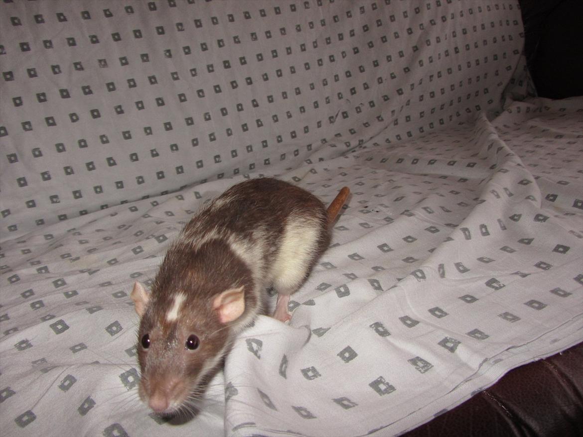 Tamrotte Dixie RIP - 2/1-12. billede 1