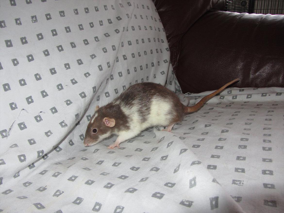 Tamrotte Dixie RIP - 2/1-12. billede 20