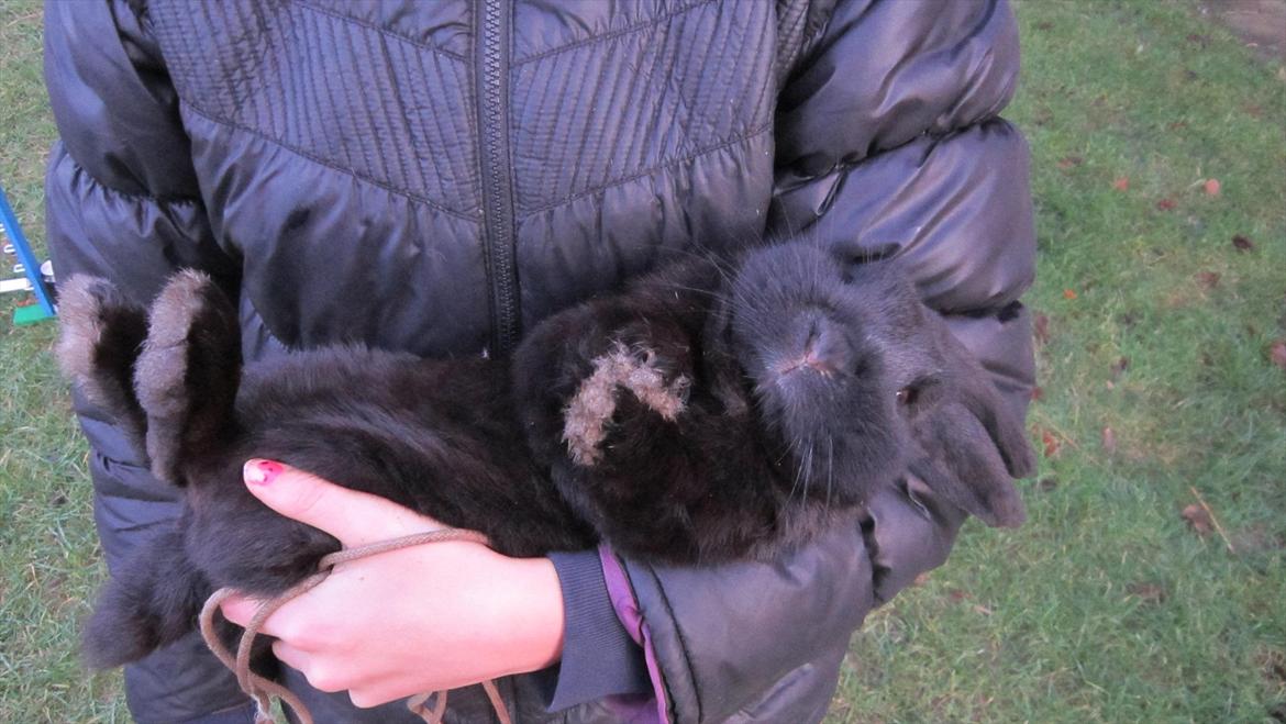 Kanin Stald Spir's Paradise Surprise - Bassen slapper lidt af efter en omgang hoptræning :') billede 3