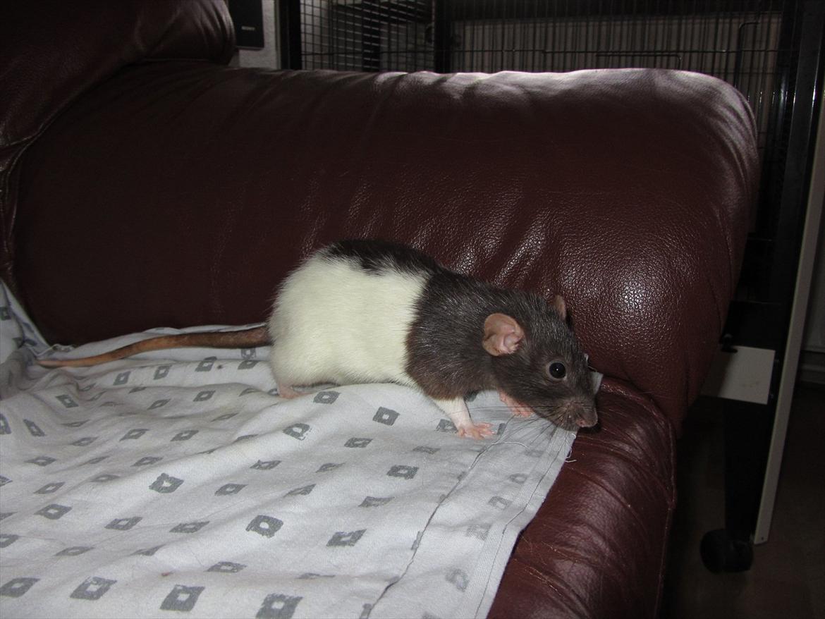 Tamrotte Yasmin RIP - 2/1-12. billede 1