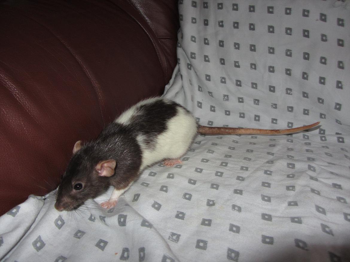 Tamrotte Yasmin RIP - 2/1-12. billede 12