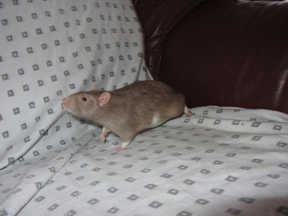 Tamrotte Trampe Trold RIP - 2/1-12. billede 1