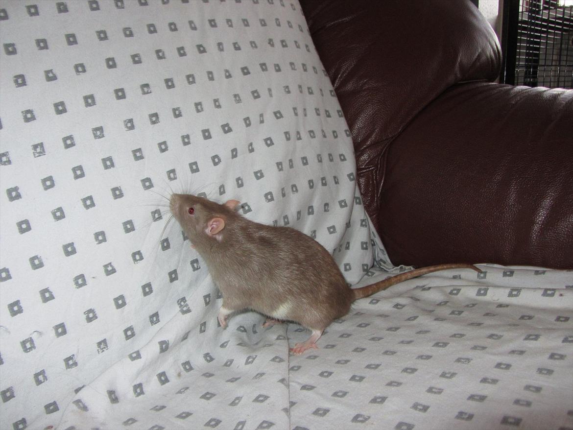 Tamrotte Trampe Trold RIP - 2/1-12. billede 20