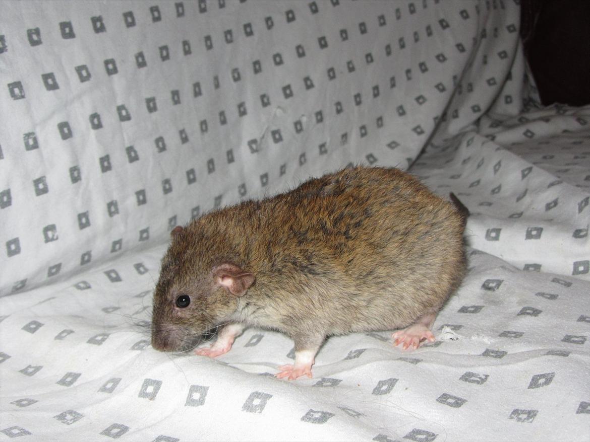 Tamrotte Cooper RIP - 2/1-12. billede 1