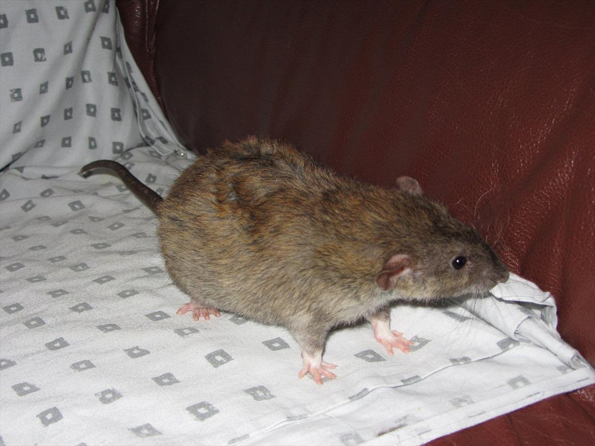 Tamrotte Cooper RIP - 2/1-12. billede 20