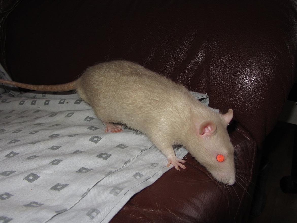 Tamrotte Ezo RIP - 2/1-12. billede 1