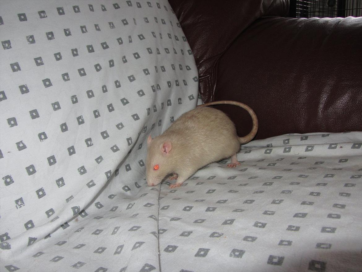 Tamrotte Ezo RIP - 2/1-12. billede 8