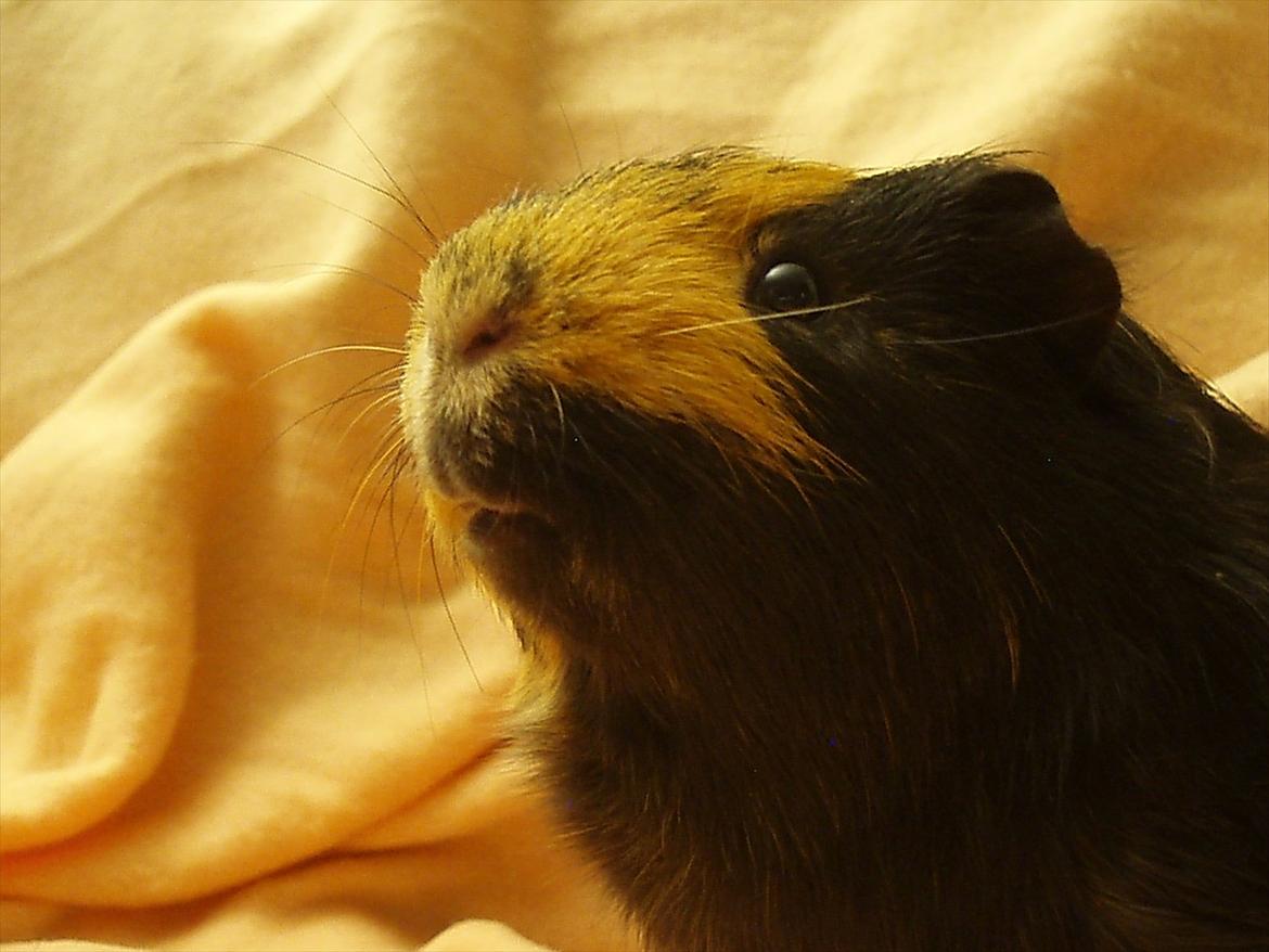 Marsvin Gucci / Alm. glathår billede 4