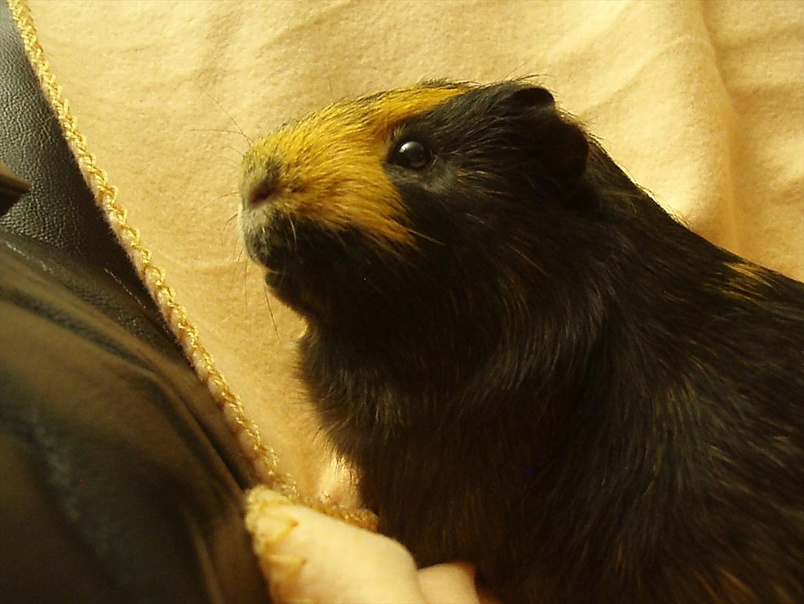 Marsvin Gucci / Alm. glathår billede 5