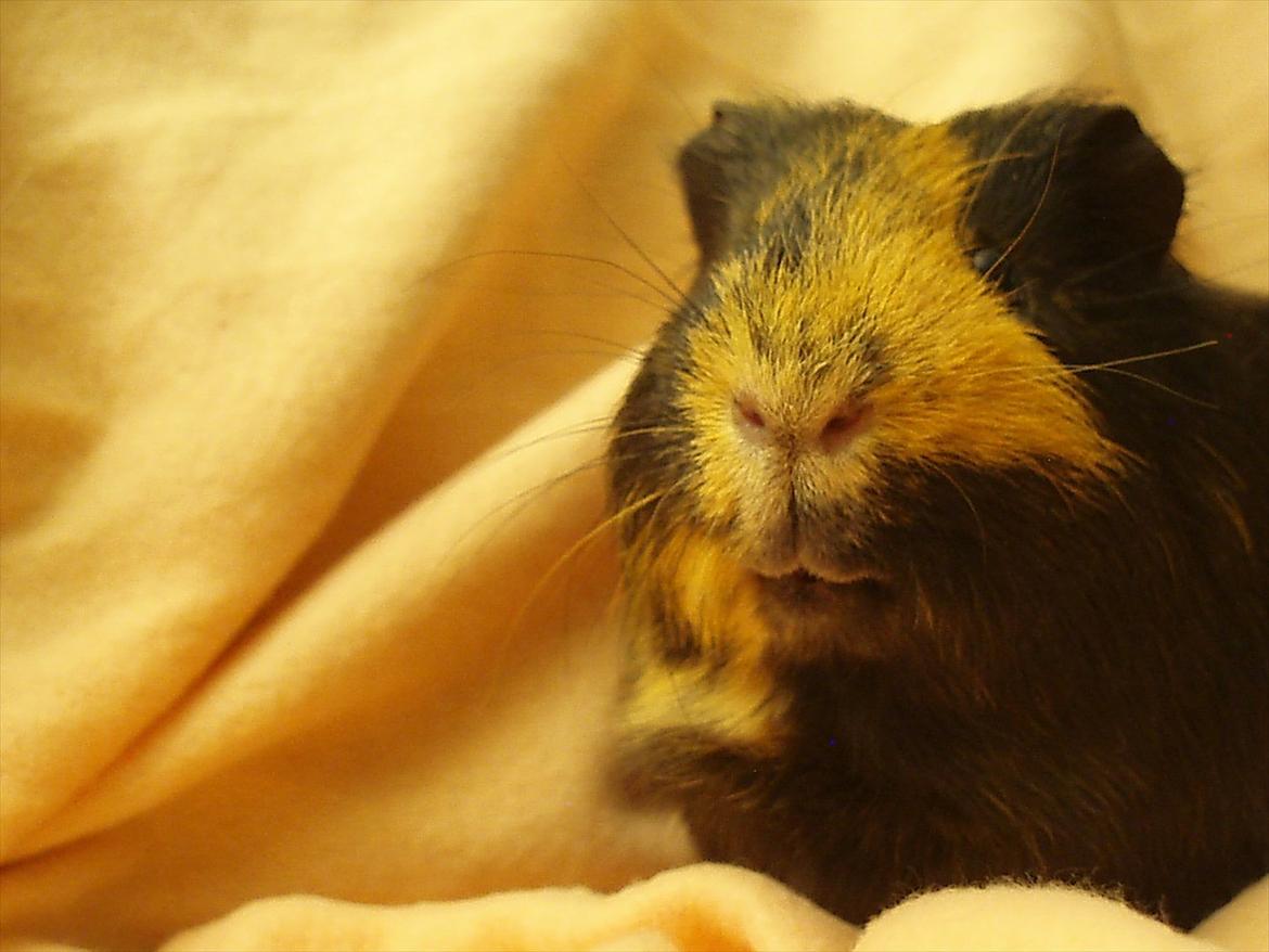 Marsvin Gucci / Alm. glathår billede 6