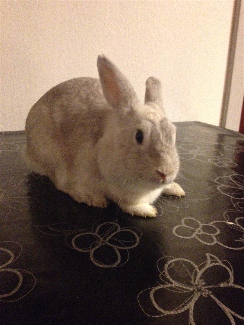 Kanin Dust ( Ninus mor ) billede 1