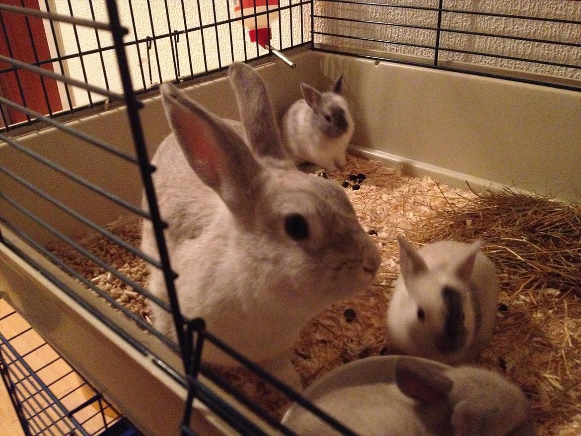 Kanin Dust ( Ninus mor ) billede 2