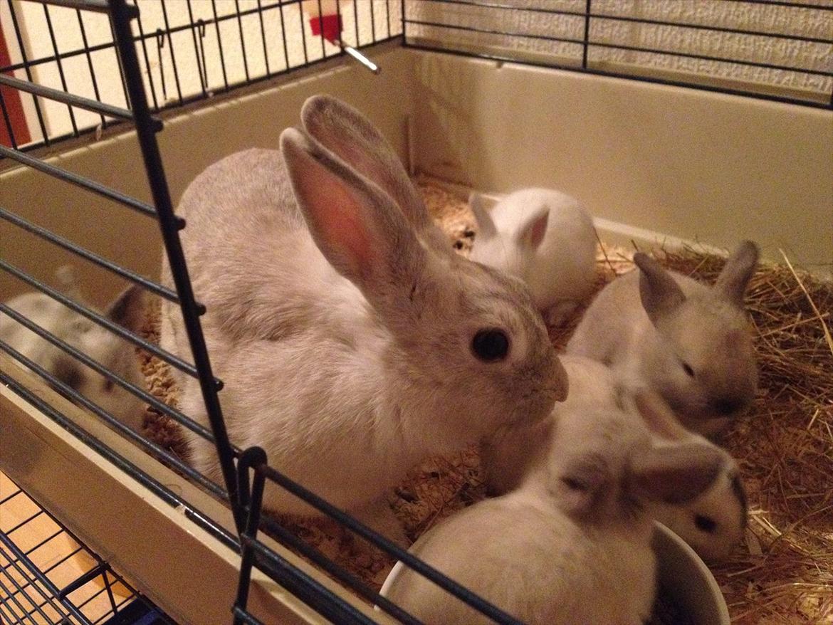 Kanin Dust ( Ninus mor ) billede 3