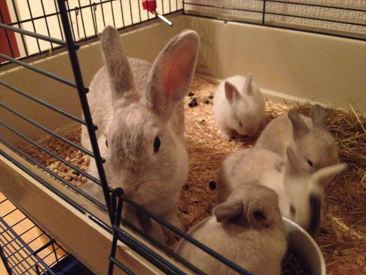 Kanin Dust ( Ninus mor ) billede 4