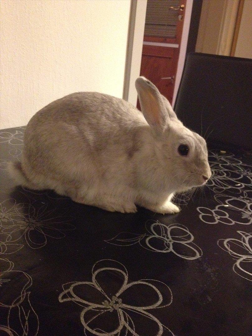 Kanin Dust ( Ninus mor ) billede 5