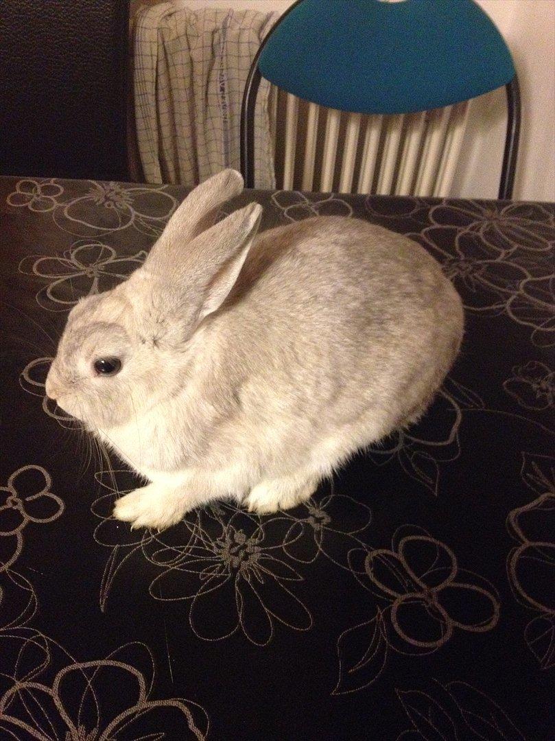 Kanin Dust ( Ninus mor ) billede 6