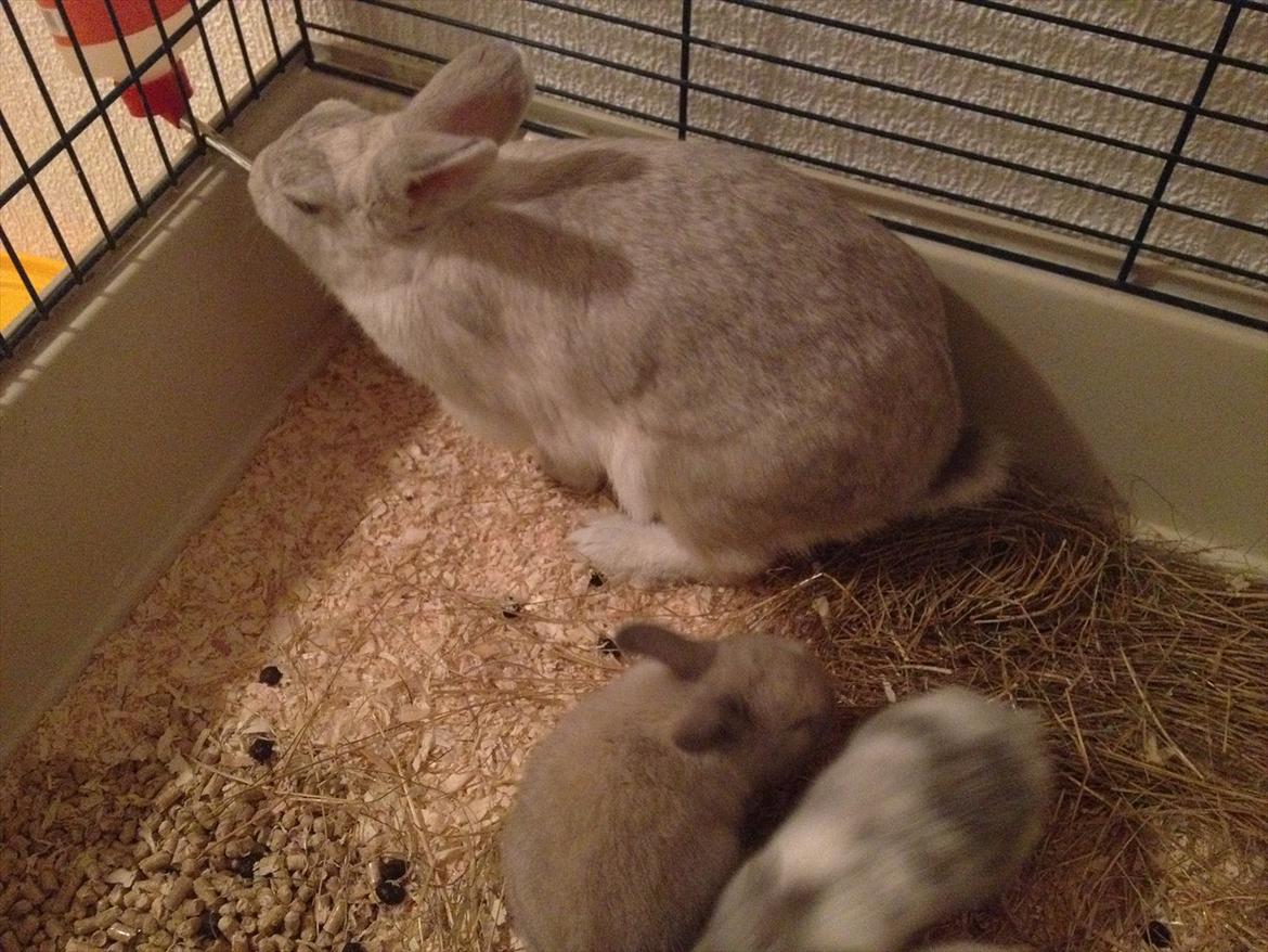 Kanin Dust ( Ninus mor ) billede 7