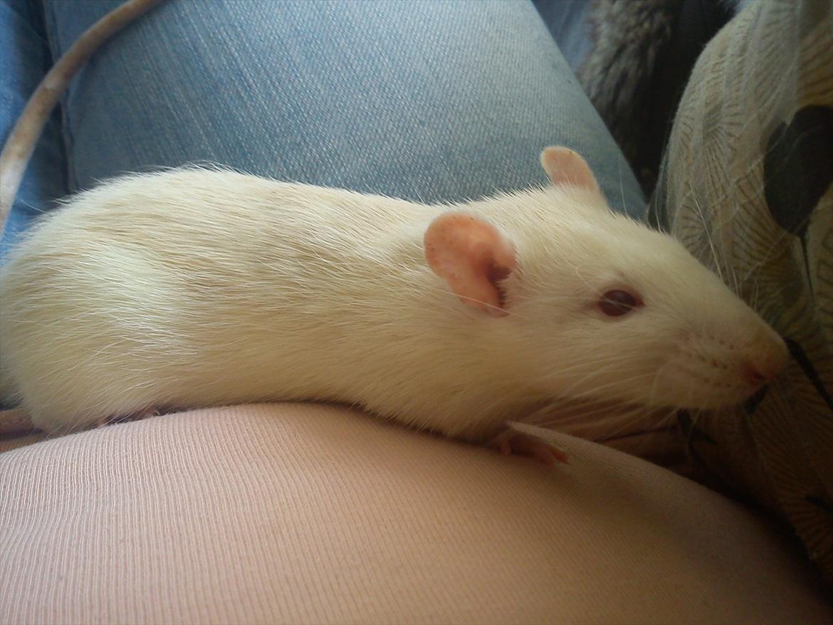 Tamrotte Kahni - Lige da han var komme hjem (;  billede 9