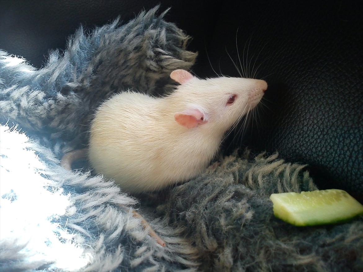 Tamrotte Kahni - Også den samme dag som  han var kommet hjem(;  billede 10