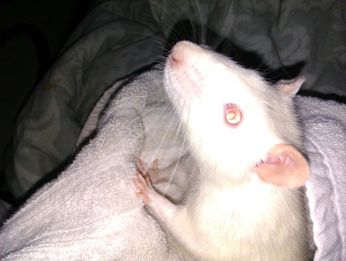 Tamrotte Kahni - "Ihh mor, stop med og tage billeder af mig?" (;  billede 12