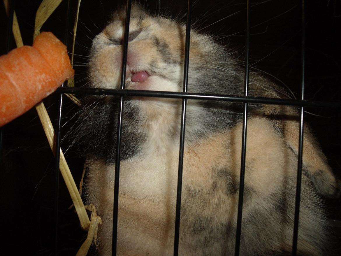 Kanin Stampe billede 13