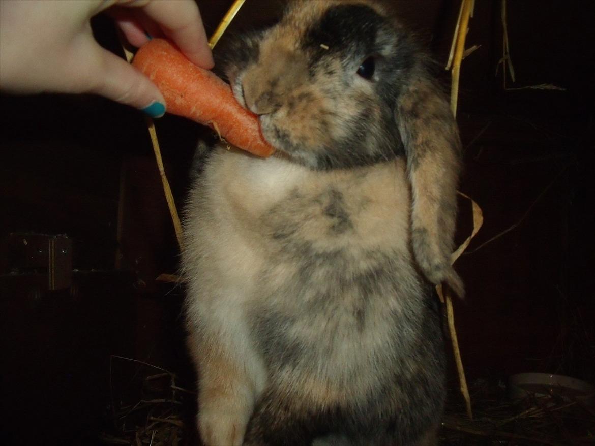 Kanin Stampe billede 14