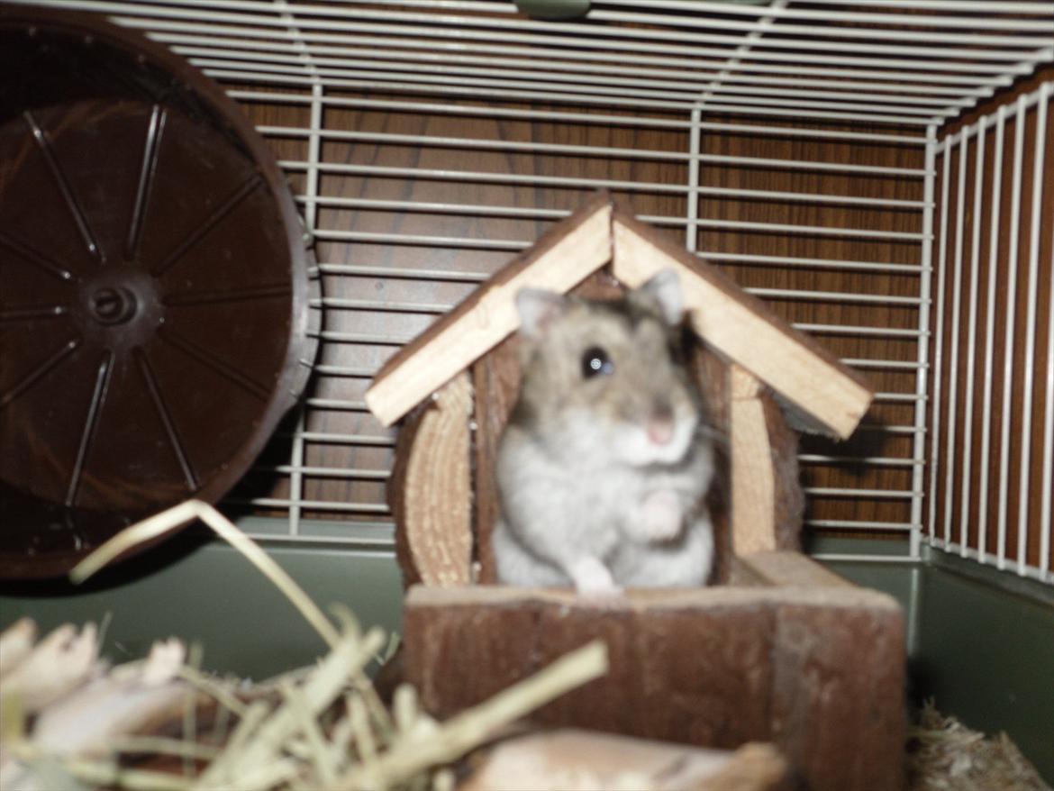 Hamster Bobbi -R.I.P- billede 6