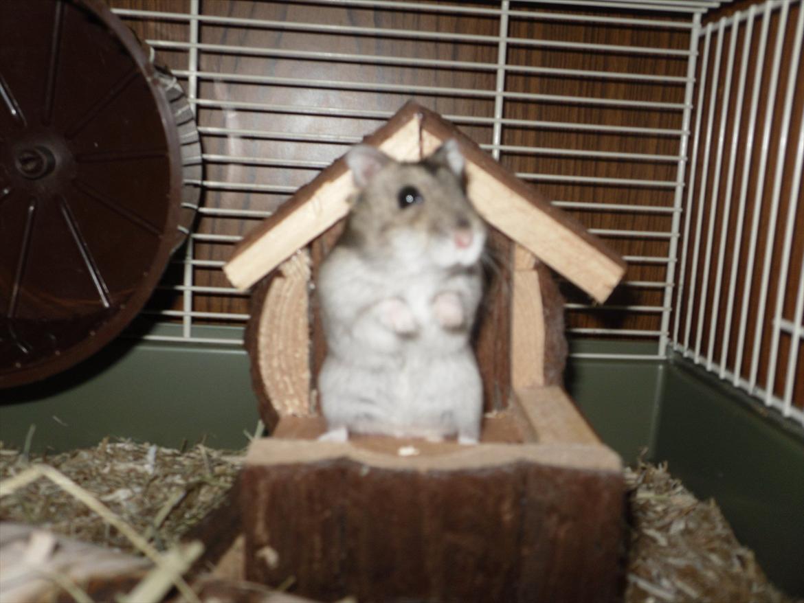 Hamster Bobbi -R.I.P- billede 7