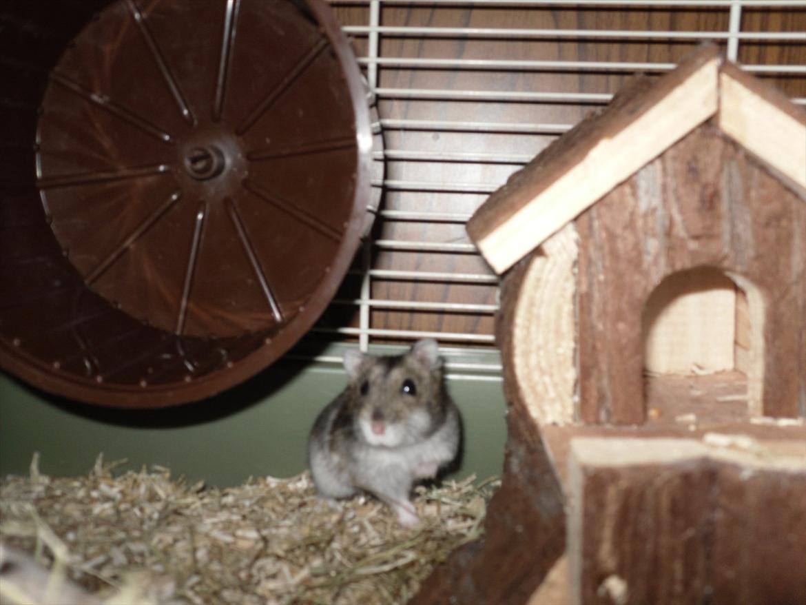 Hamster Bobbi -R.I.P- billede 8