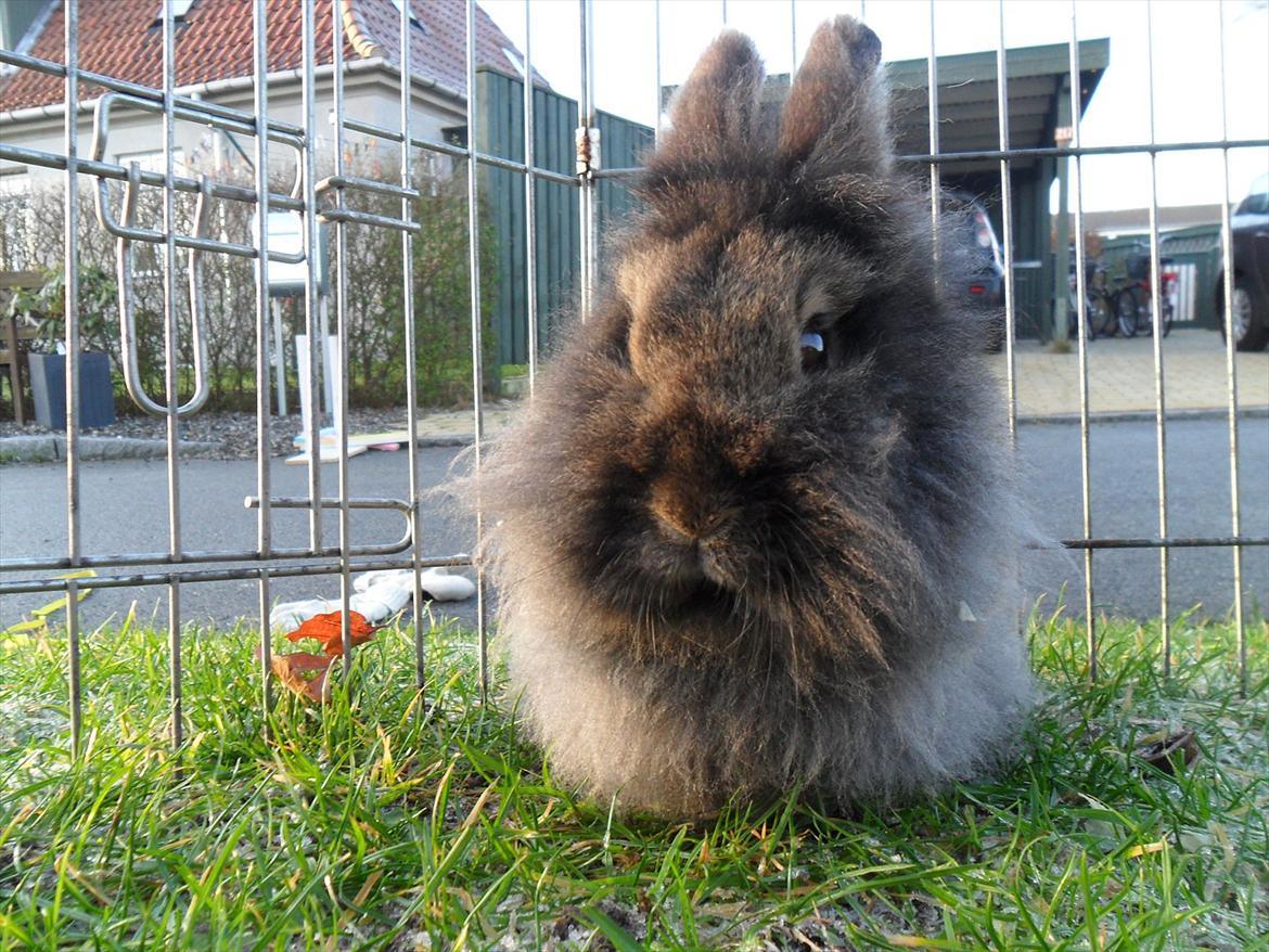 Kanin *Rikke&Sia / / Stald Jürs* Trunde billede 11