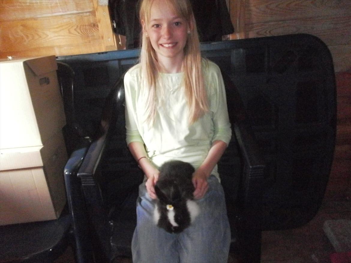 Kanin Cille billede 5
