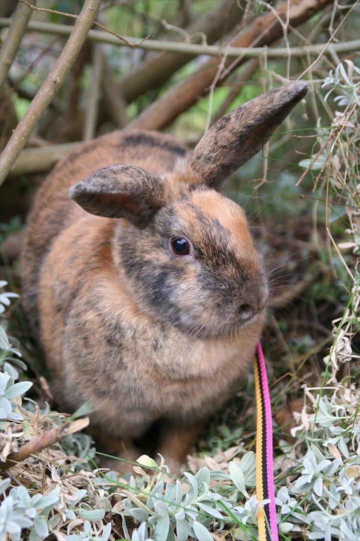 Kanin MaPos Little Beauty Sunshine billede 3