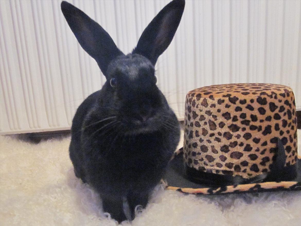 Kanin Clausen's Kiwi - Billede af: Pernille Dahl Nielsen billede 12