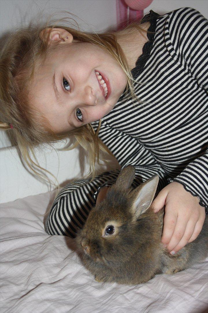 Kanin Nuggi billede 1