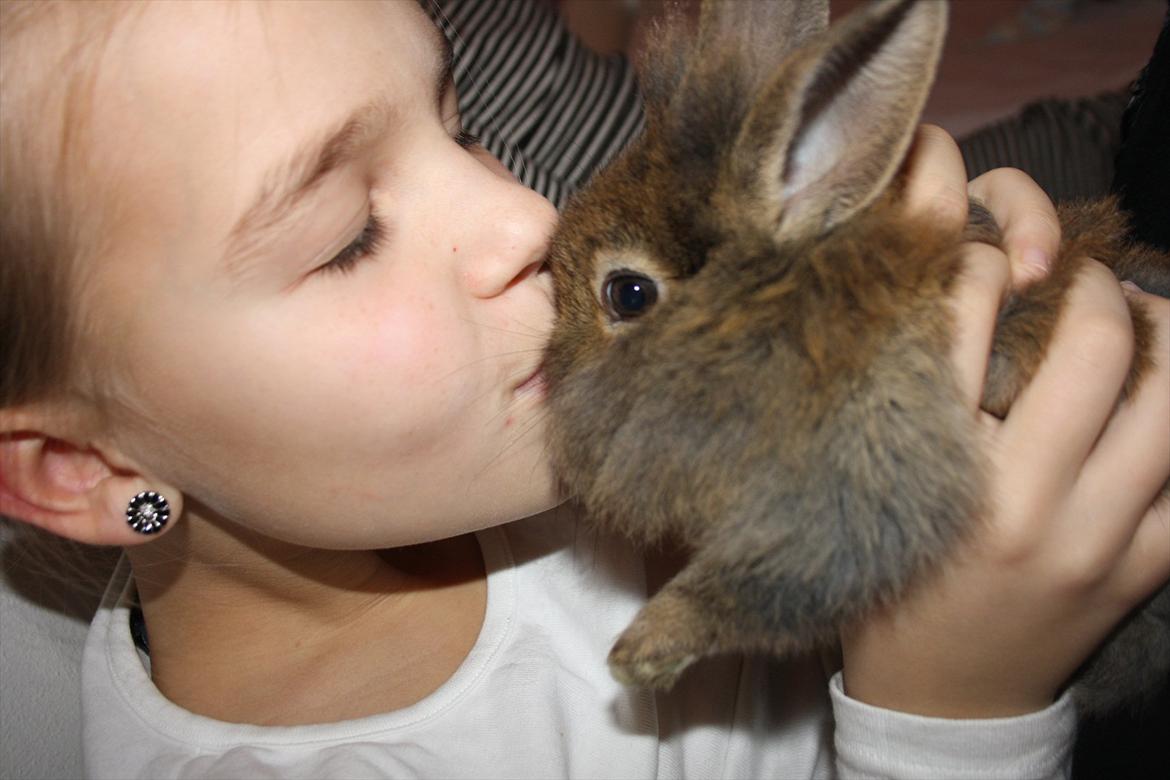 Kanin Nuggi billede 2